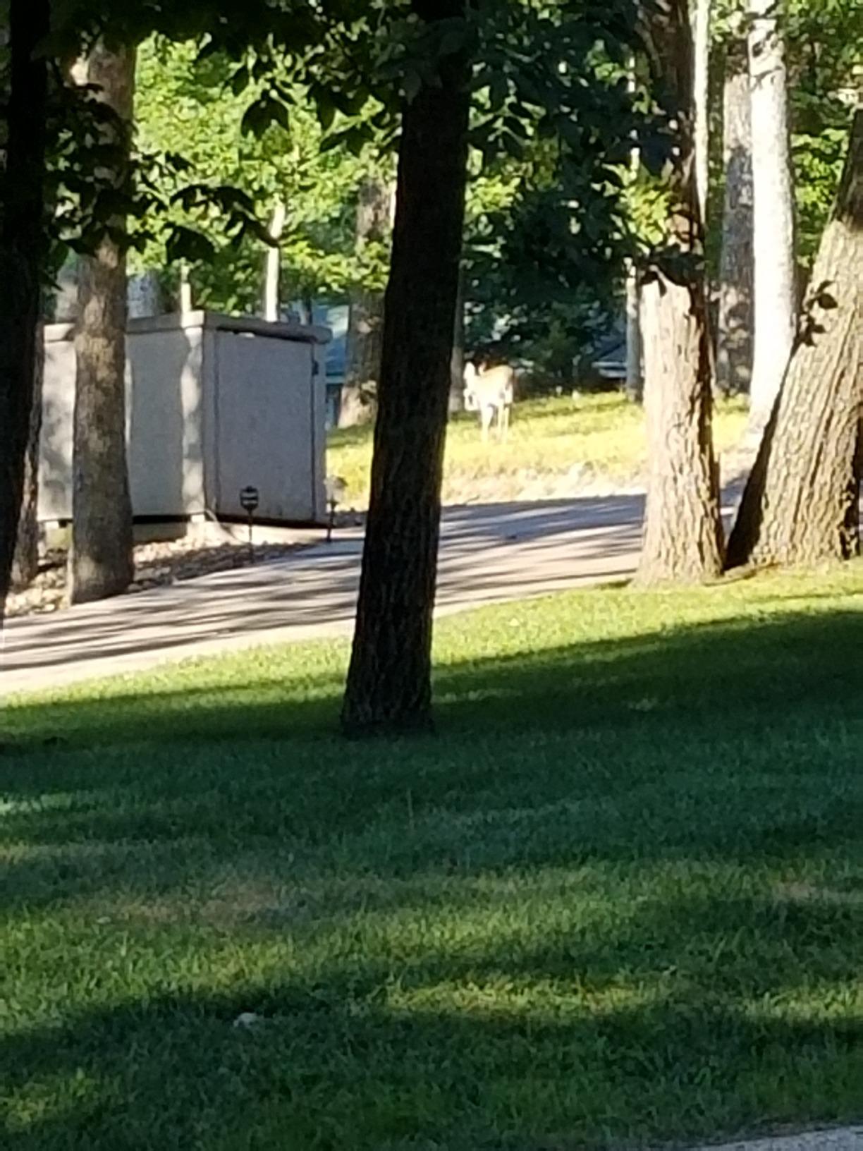 DEER OUT® 1 Gallon Ready-to-Use Refill - Deer Repellent. customer photo 1