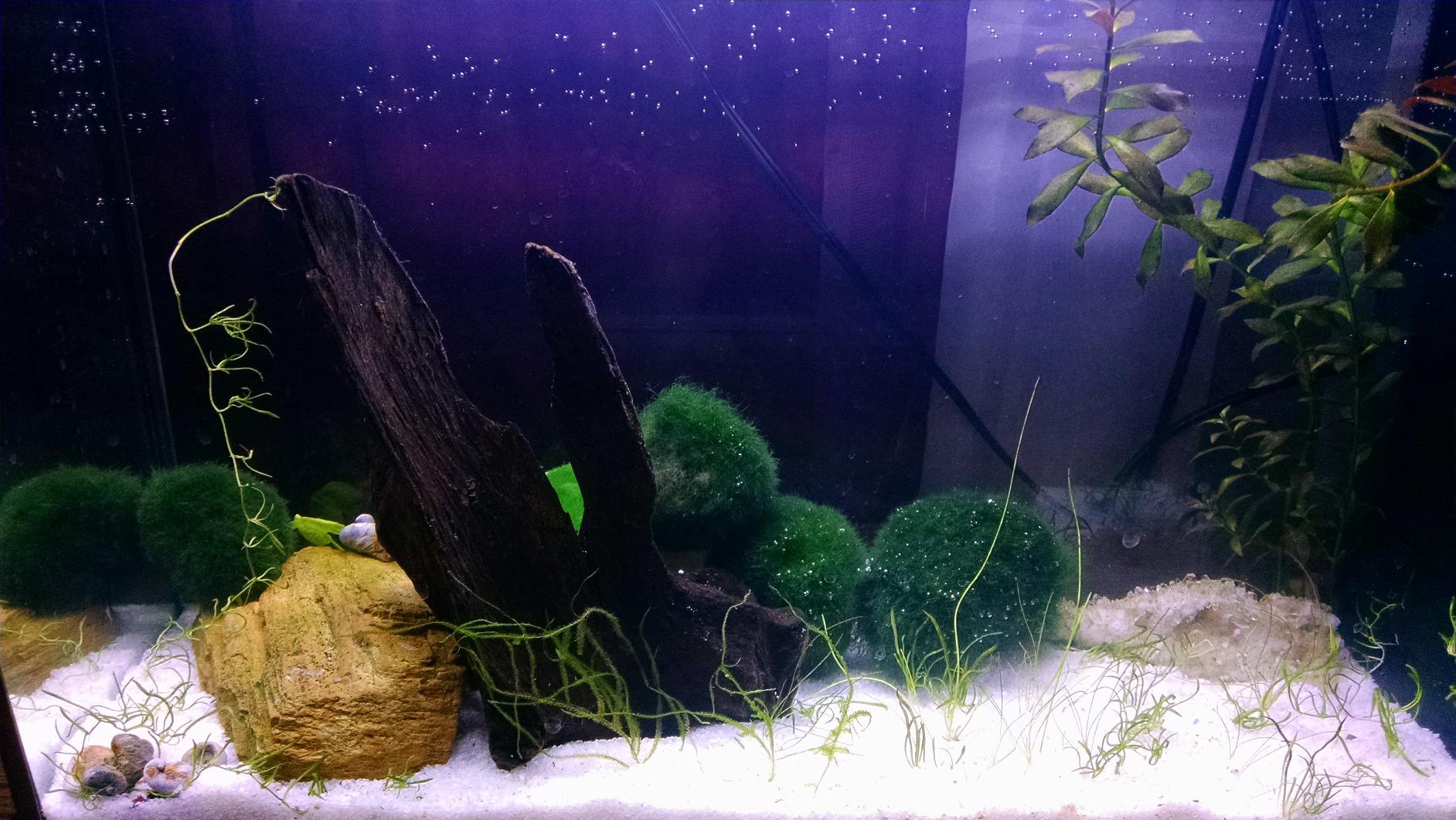 Fluval SPEC Aquarium Kit, 5-Gallon customer photo 2
