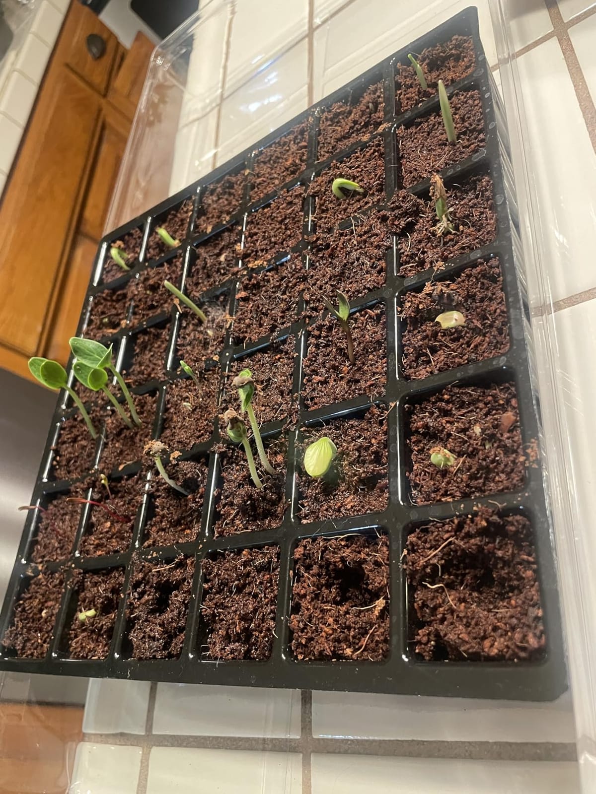 Burpee 72 Cell Seed Starting Kit with Greenhouse Dome and Coir Pellets customer photo 2