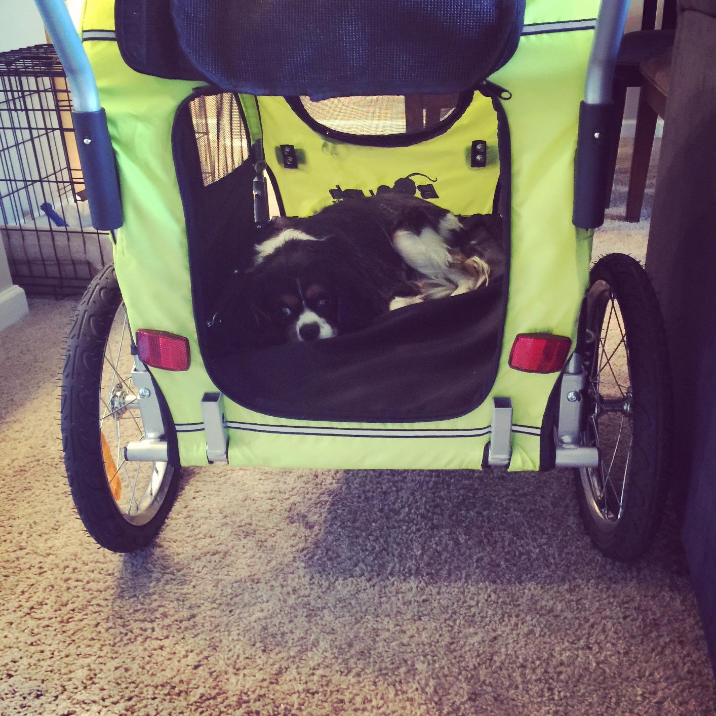 Booyah Medium Dog Stroller & Pet Bike Trailer with Suspension - Black customer photo 2