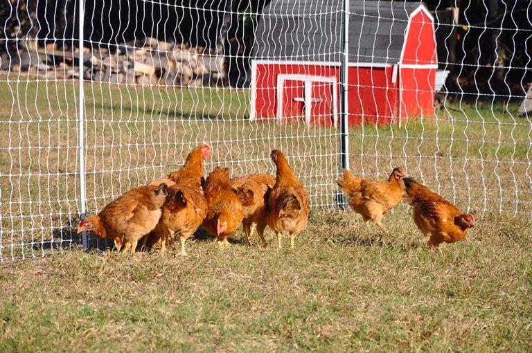 Premier 1 PoultryNet® Electric Fence for Chickens – 48