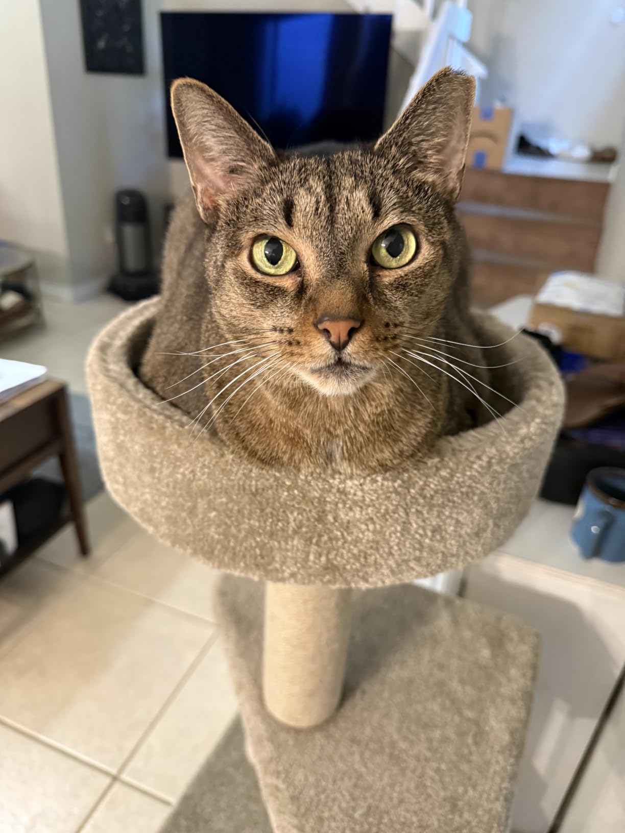 Amazon Basics Cat Tree - Multi-Level Climbing Activity Tower with Jute Rope Scratching Posts for Indoor Cats & Kittens, Medium (31.5