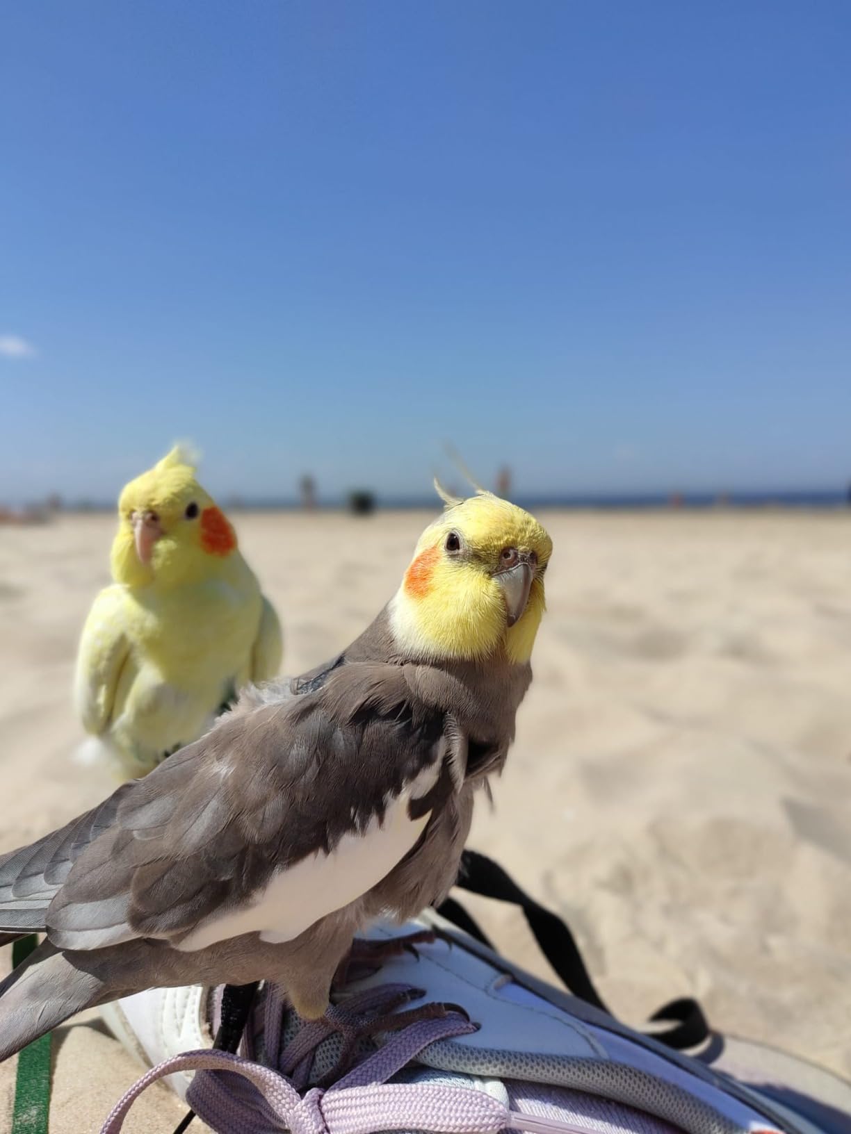 The Aviator Bird Harness Leash Extension: 20 Foot/7 Meter for Small to XX-Lar. customer photo 1