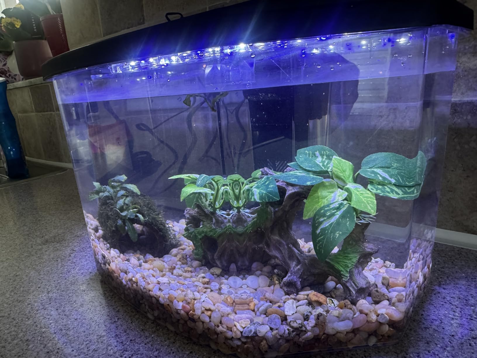 Koller Products Plastic 3-Gallon Aquarium Starter Kit with 4 Colors LED Lighting and Complete Filtration, Ideal for a Variety of Tropical Fish, Betta Fish, Tropical Fish, Cichlids, Ornamental Shrimp customer photo 1