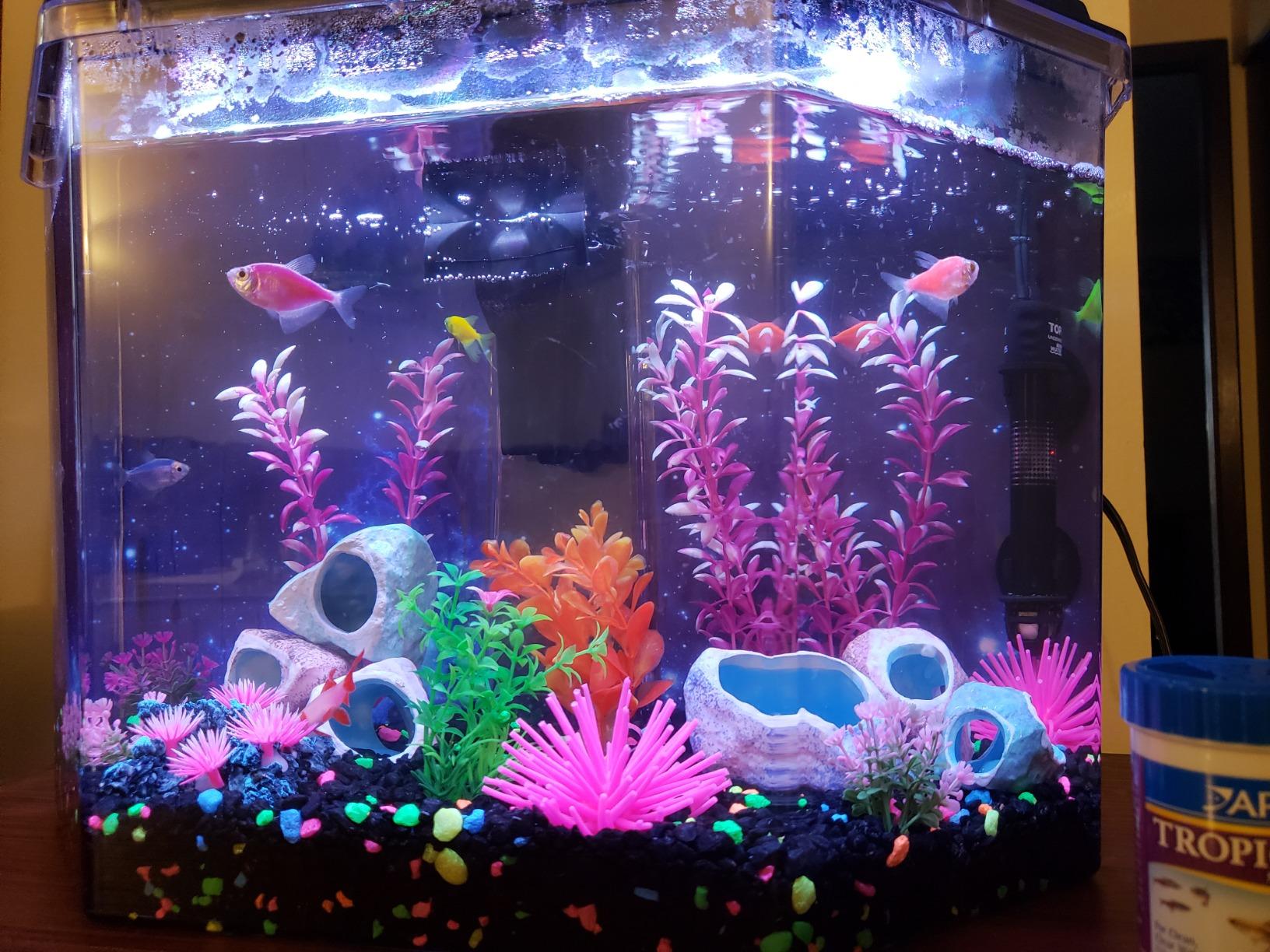 Koller Products Plastic 3-Gallon Aquarium Starter Kit with 4 Colors LED Lighting and Complete Filtration, Ideal for a Variety of Tropical Fish, Betta Fish, Tropical Fish, Cichlids, Ornamental Shrimp customer photo 2