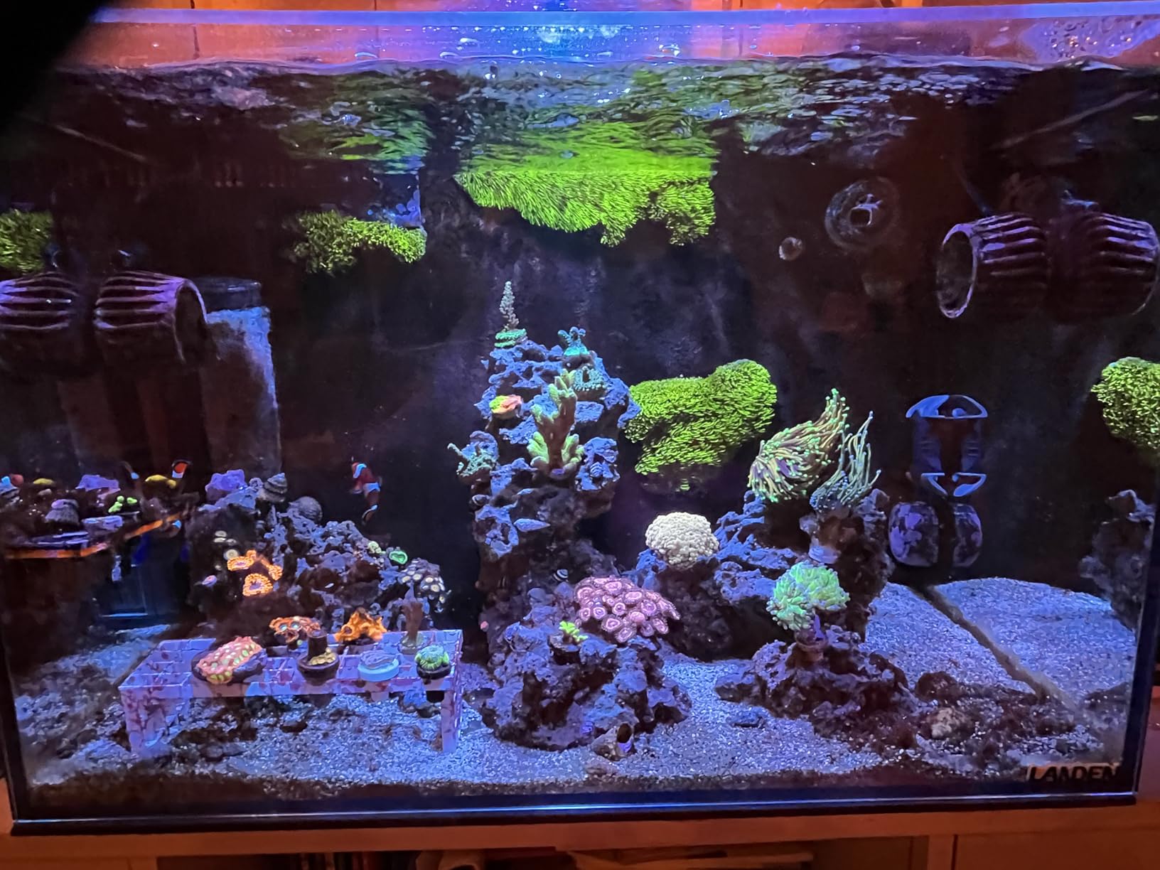 LANDEN EzFlux 40 Rimless 16 Gallon Rear Filtration Tank, Pump Included customer photo 1