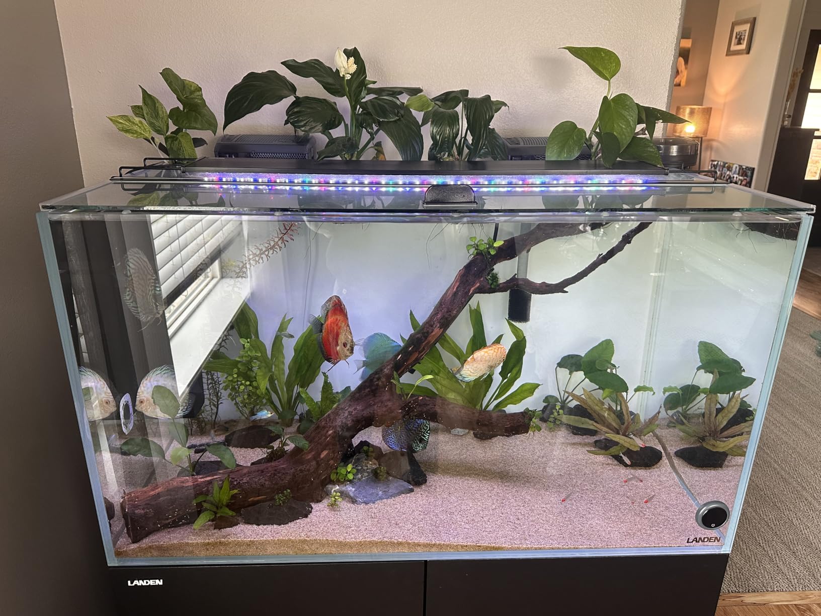 LANDEN 90P 55 Gallon Rimless Low Iron Aquarium Tank,W35.4×D19.7×H19.7 in(90x50x50cm) 10mm Thickness with Black Nano Foam Leveling mat Included customer photo 2