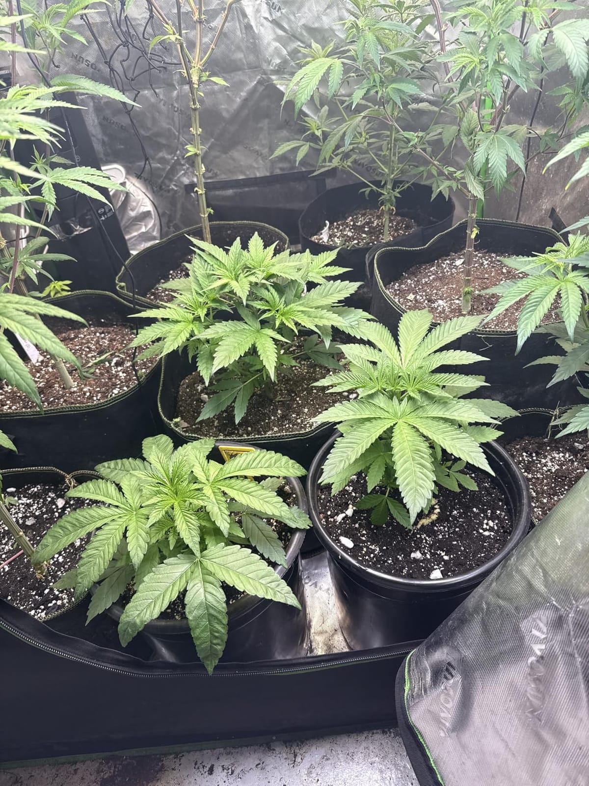 zazzy 4x2 Grow Tent, 48
