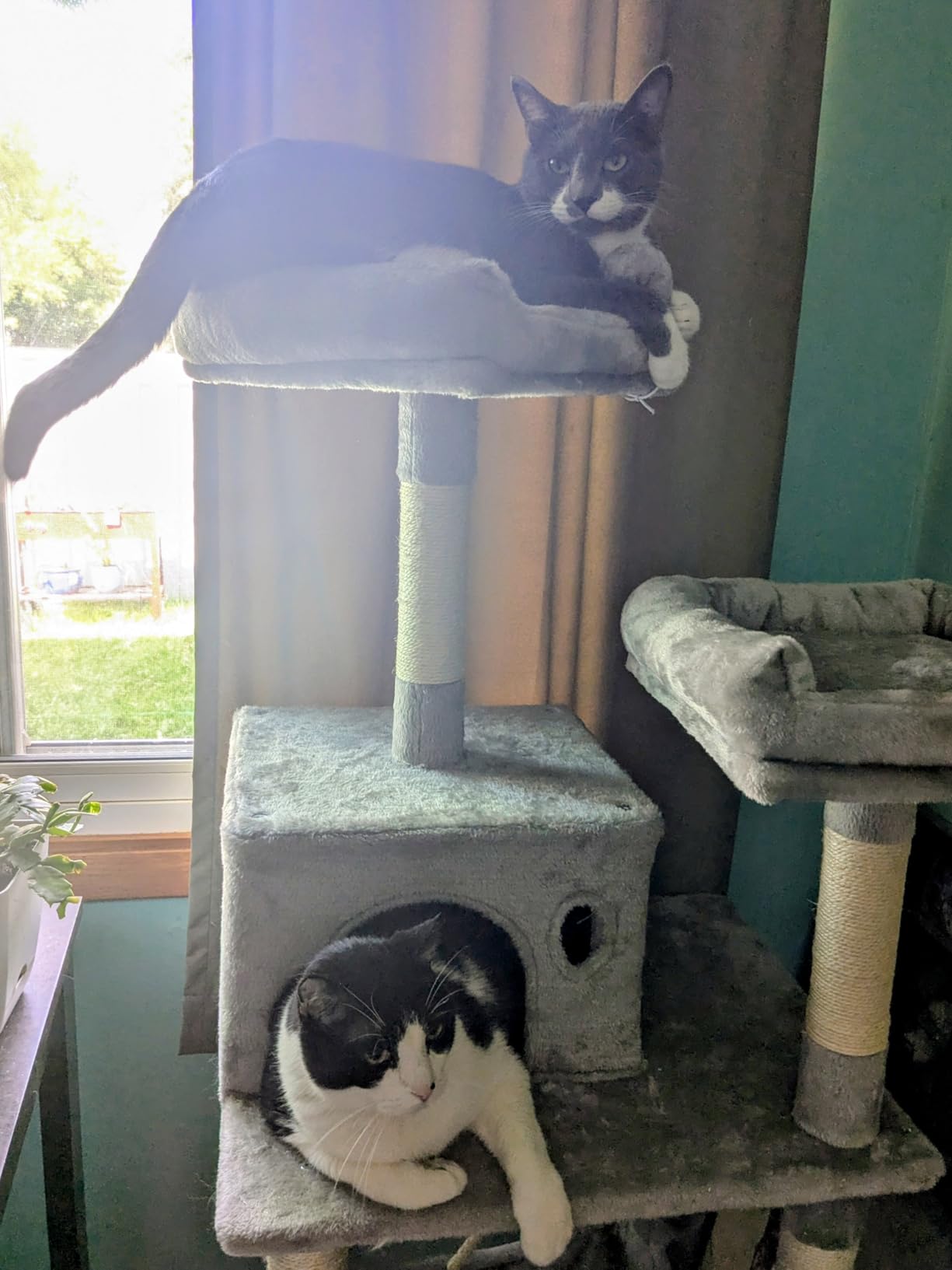 Feandrea Cat Tree, 55.8-Inch Large Cat Tower, Multi-Level Condo, Light Gray customer photo 2