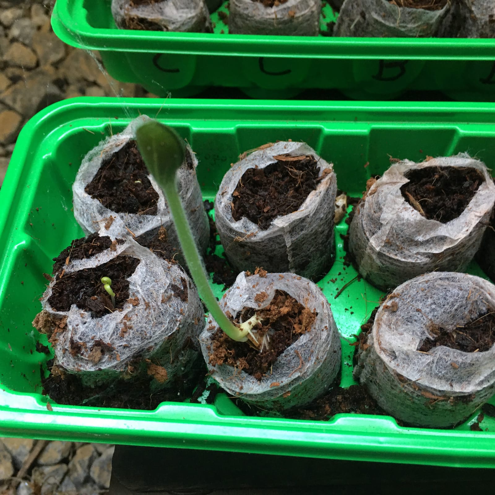 Window Garden Mini Greenhouse Seed Starter Kit – Reusable Seedling Trays - Indoor Germination Tray with Humidity Dome and Soil Pods - Windowsill Seeds Germinator - 30 Cells Starting Trays, 3 Pack customer photo 1
