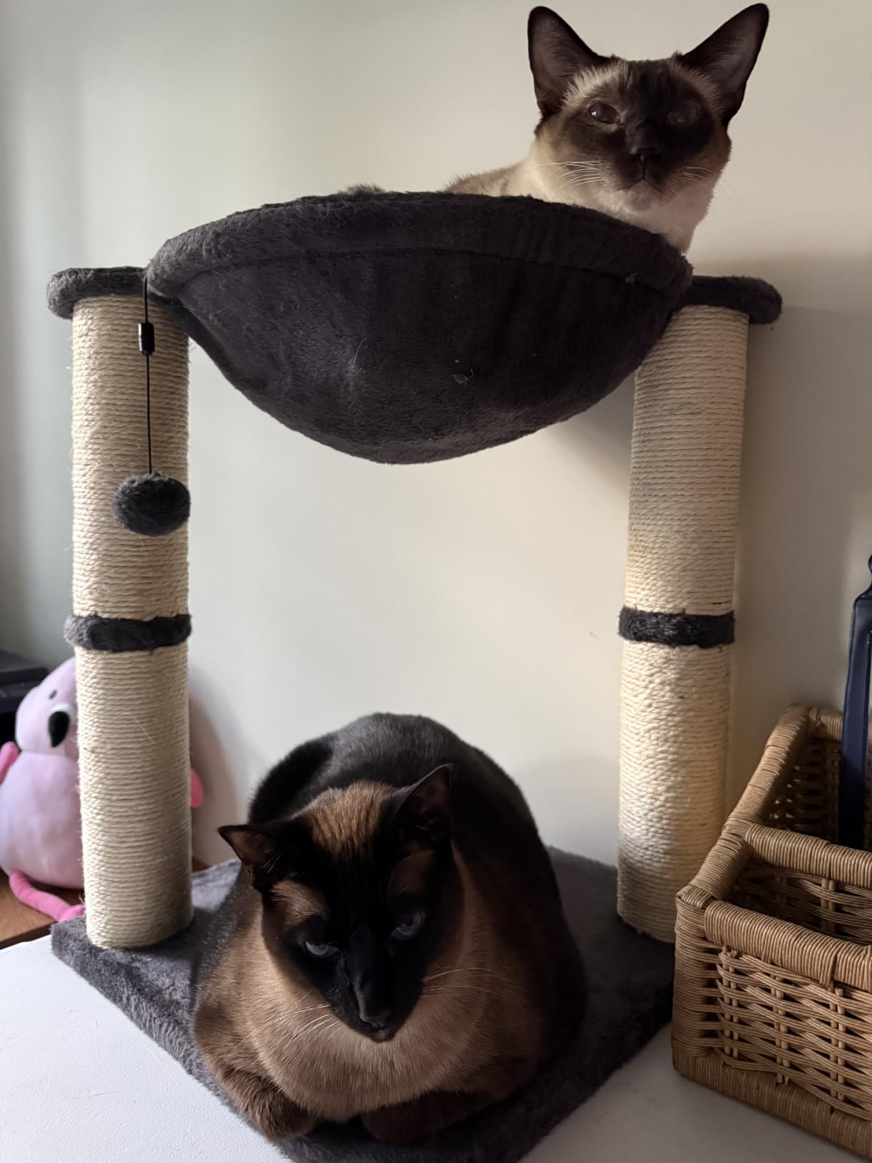 Amazon Basics Sturdy Cat Condo Tower with Hammock Bed and Scratching Posts, Interactive Hanging Ball Toy for Indoor Cats, 15.8