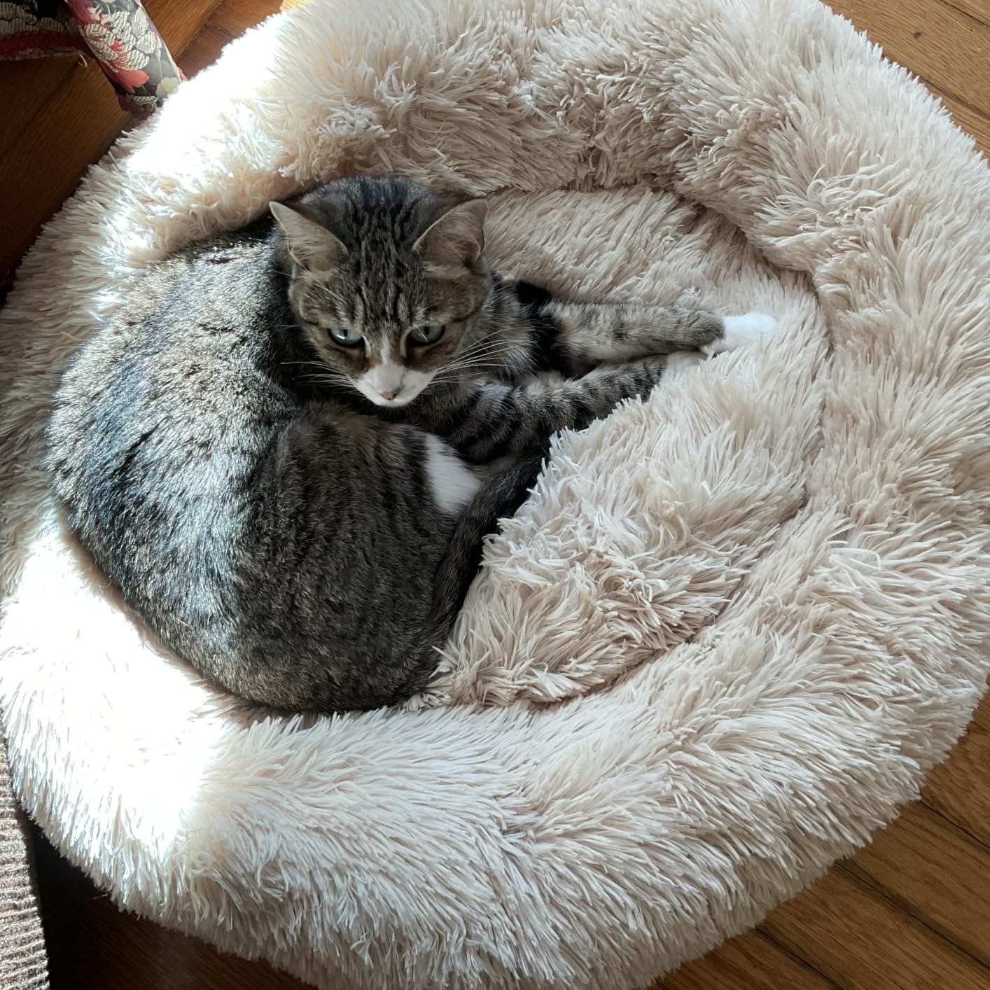Cat Bed for Indoor Cats,Mini Plush Self Warming Kitten Bed, 20 Inch customer photo 2