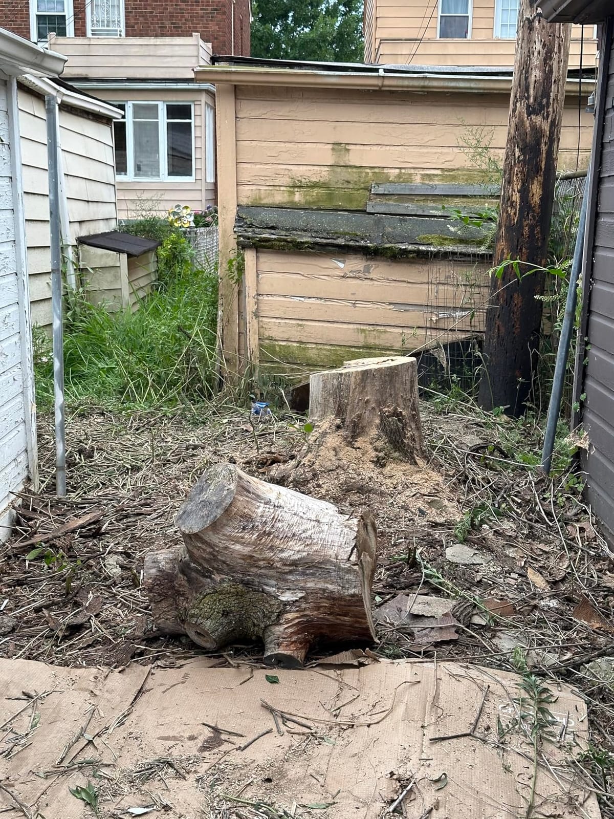 CRAFTSMAN Electric Chainsaw, 16 Inch, 12 Amp Corded Chain Saw Electric, Ergonomic, Powerful Motor (CMECS600) customer photo 1