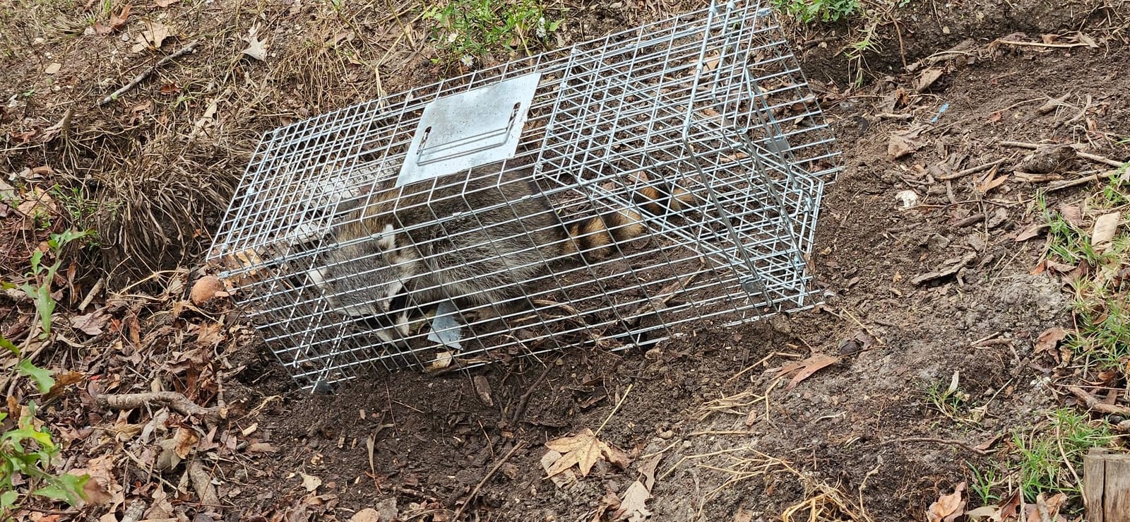 HomGarden Live Animal Cage Trap 32