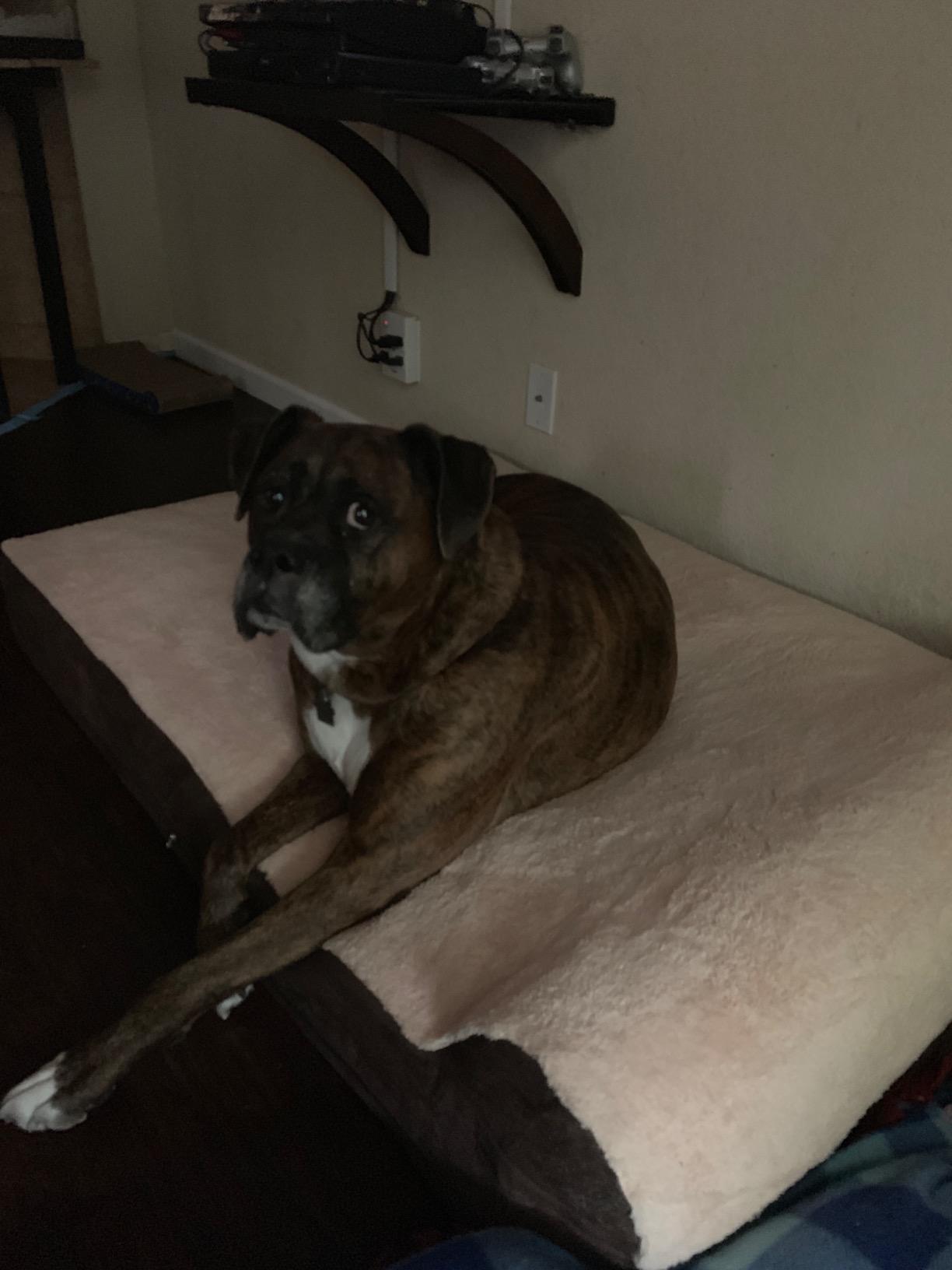 KOPEKS Jumbo Orthopedic Dog Bed - 7-inch Thick Memory Foam Pet Bed with Pillow with Removable Cover & Free Waterproof Liner - for Large Breed Dogs, XL, Brown-Plush Top customer photo 1