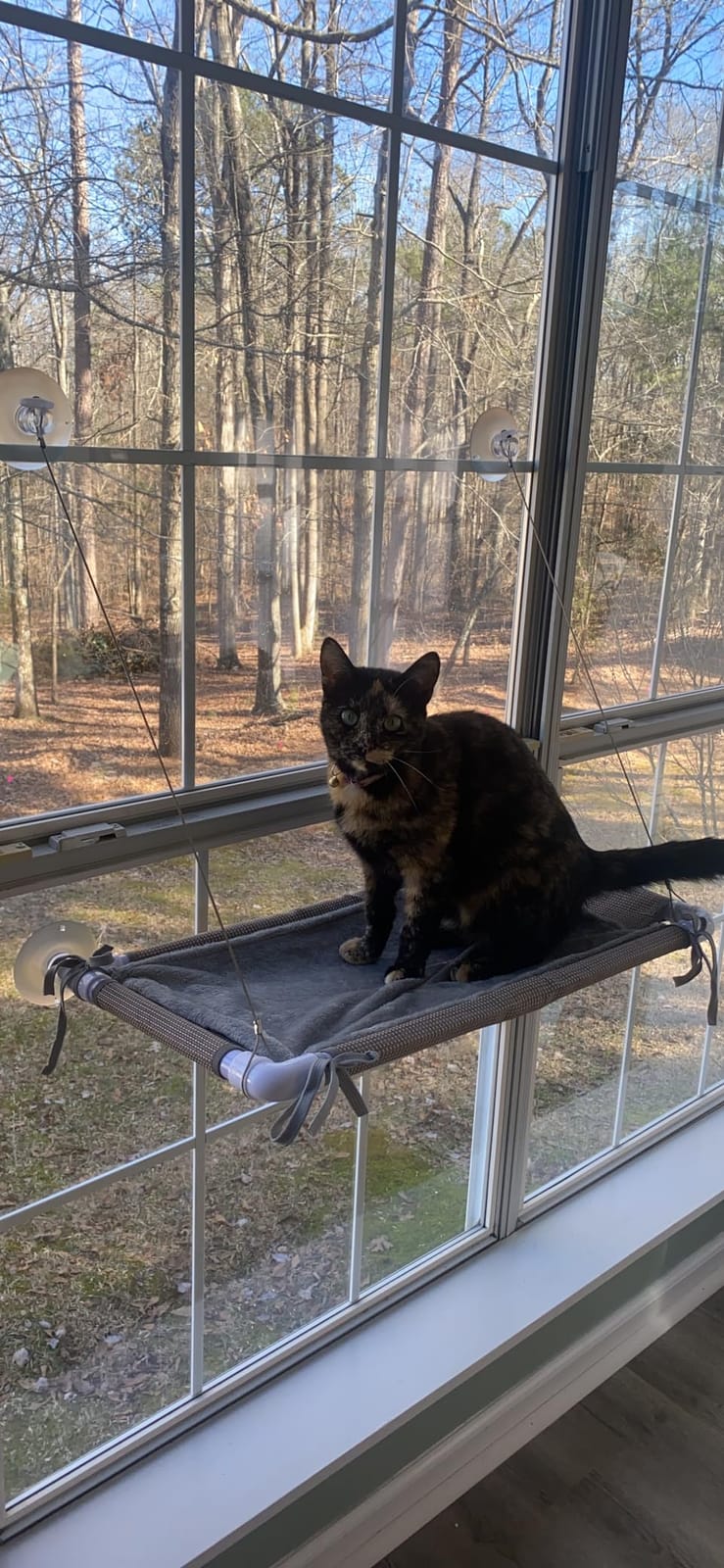 PEFUNY Cat Window Hammock – Mess-Free Waterproof Cats Window Perch for Large Cats, Strong Suction Cup Hammock with Flannel Cover, Indoor Cat Seat, Beige customer photo 2