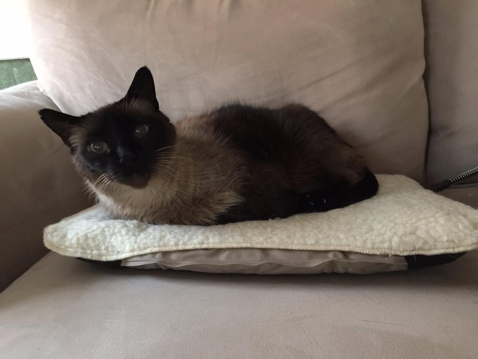 K&H Heating Pad, Lectro-Soft Outdoor Pet Bed, Safety Listed, 36x25in 60W customer photo 1