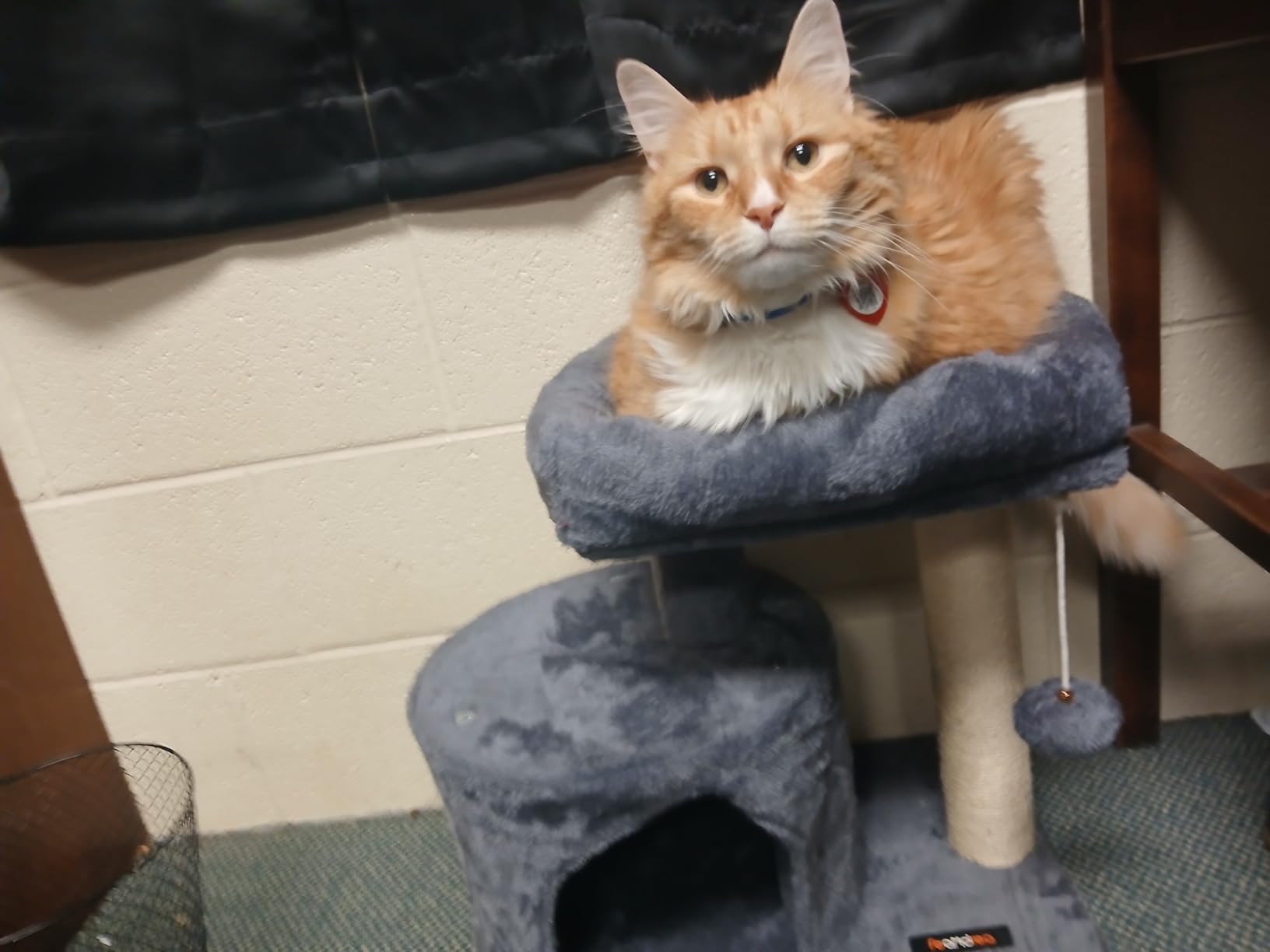 Feandrea Cat Tree, 18.5-in Small Cat Tower, Cute Kittens Condo, Smoky Gray customer photo 2
