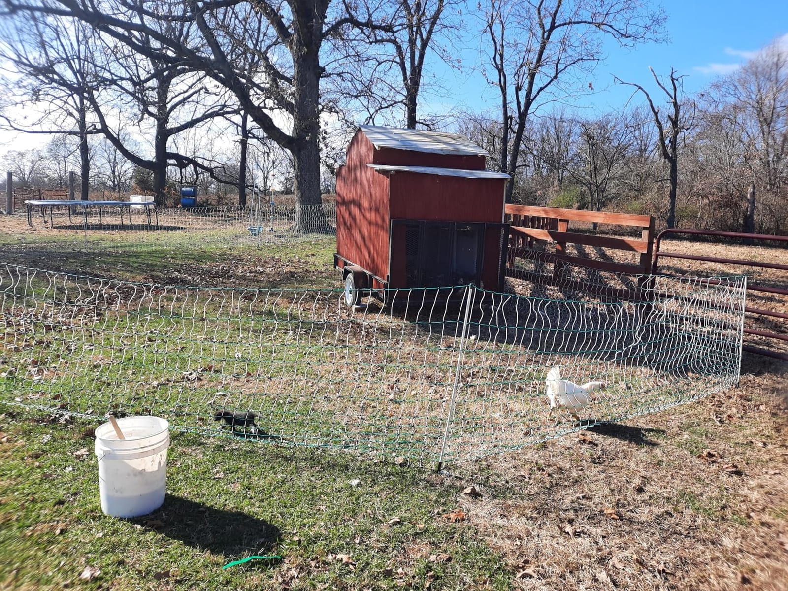RentACoop Poultry Netting Electric Fence - 48