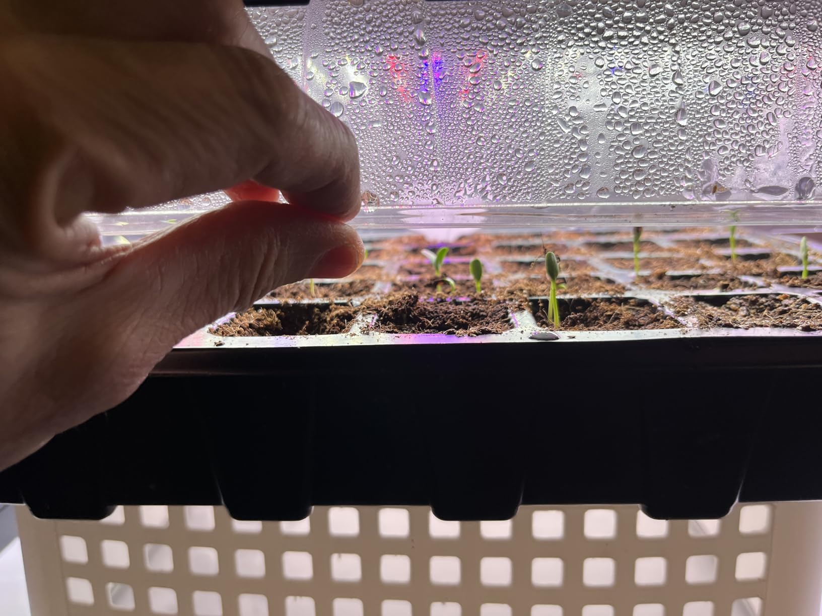 Gardzen 5-Set Seed Starter Tray Kits, Durable Plant Germination Trays with Humidity Vented Domes and Bases, Ideal for Seed Starting, Indoor Gardening, and Greenhouse (Total 200 Cells) customer photo 1