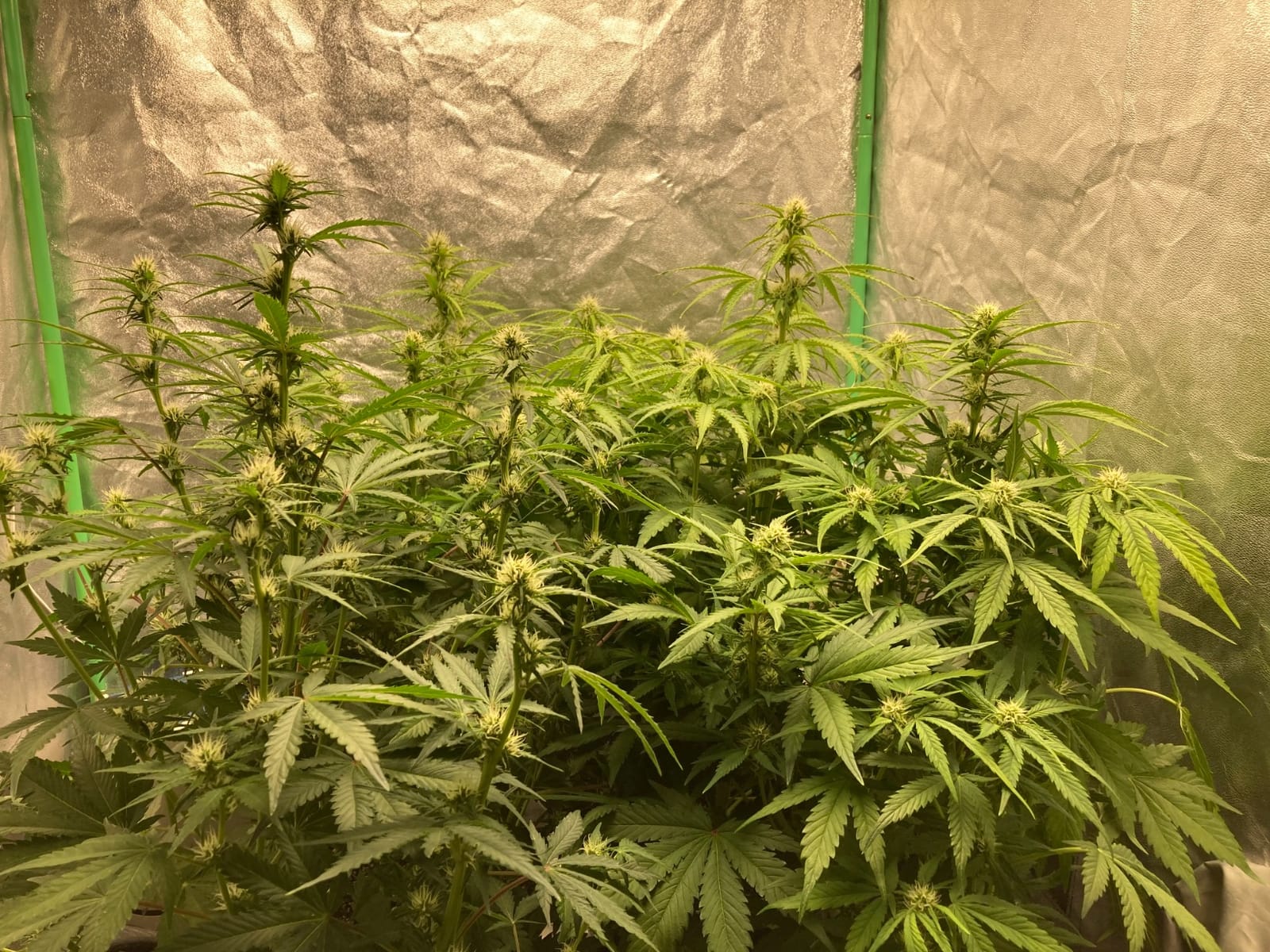 MARS HYDRO 100W TS600 2x2ft Dimmable LED Grow Lights for Indoor Plants customer photo 1