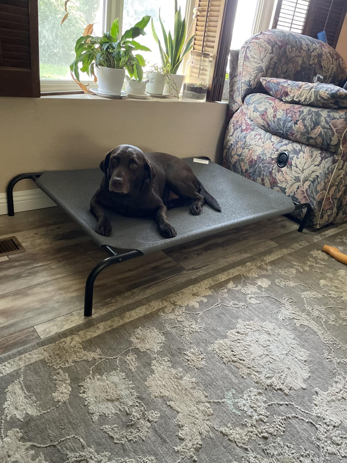 Coolaroo Original Elevated Dog Bed - Breathable Off-The-Ground Pet Bed with Cooling Fabric, Joint Relief & Moisture-Resistant Fabric, 100% Recyclable, Easy Clean, Gunmetal, Large customer photo 2
