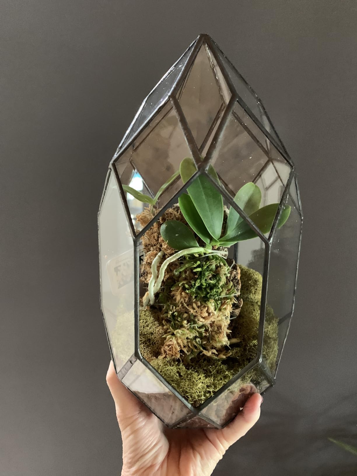 Ferrisland Glass Geometric Plant Terrarium, Clear Glass Succulent customer photo 2