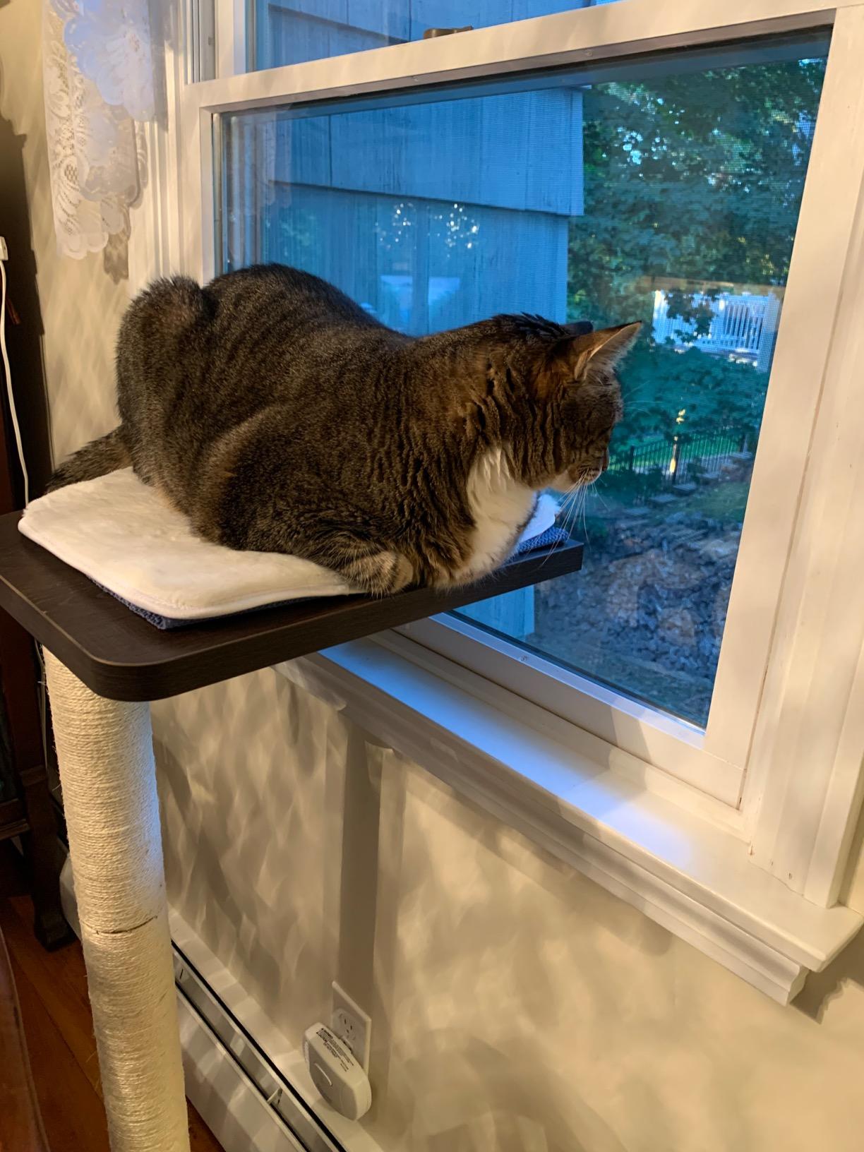 PetFusion Ultimate Cat Window Climbing Perch 45” Tall (Tree Sisal Scratching Posts, Modern Design Simply Suctions to Window. (EASY TO ASSEMBLE) customer photo 2