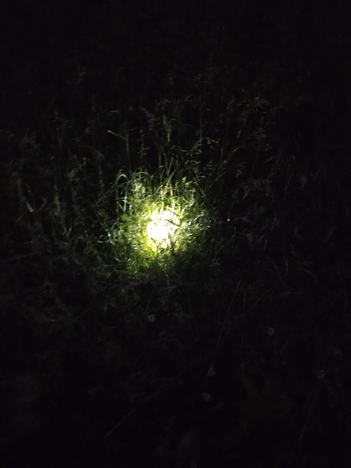 INCX Solar Lights Outdoor Waterproof, Cold White, 12 Pack Ground Lights customer photo 1