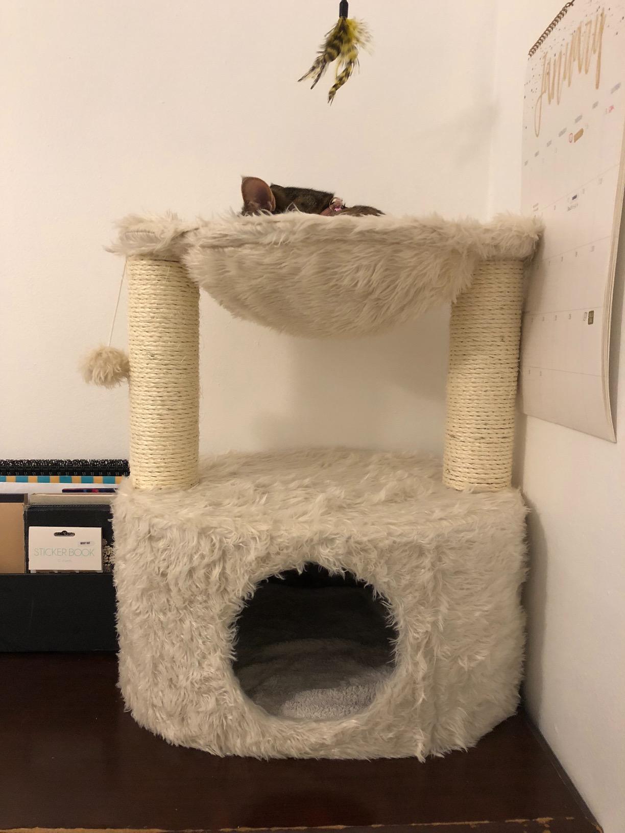 TRIXIE Baza Senior Cat Tree with Hammock and Steps | Scratching Posts | Cat Playground | Gray Medium customer photo 2