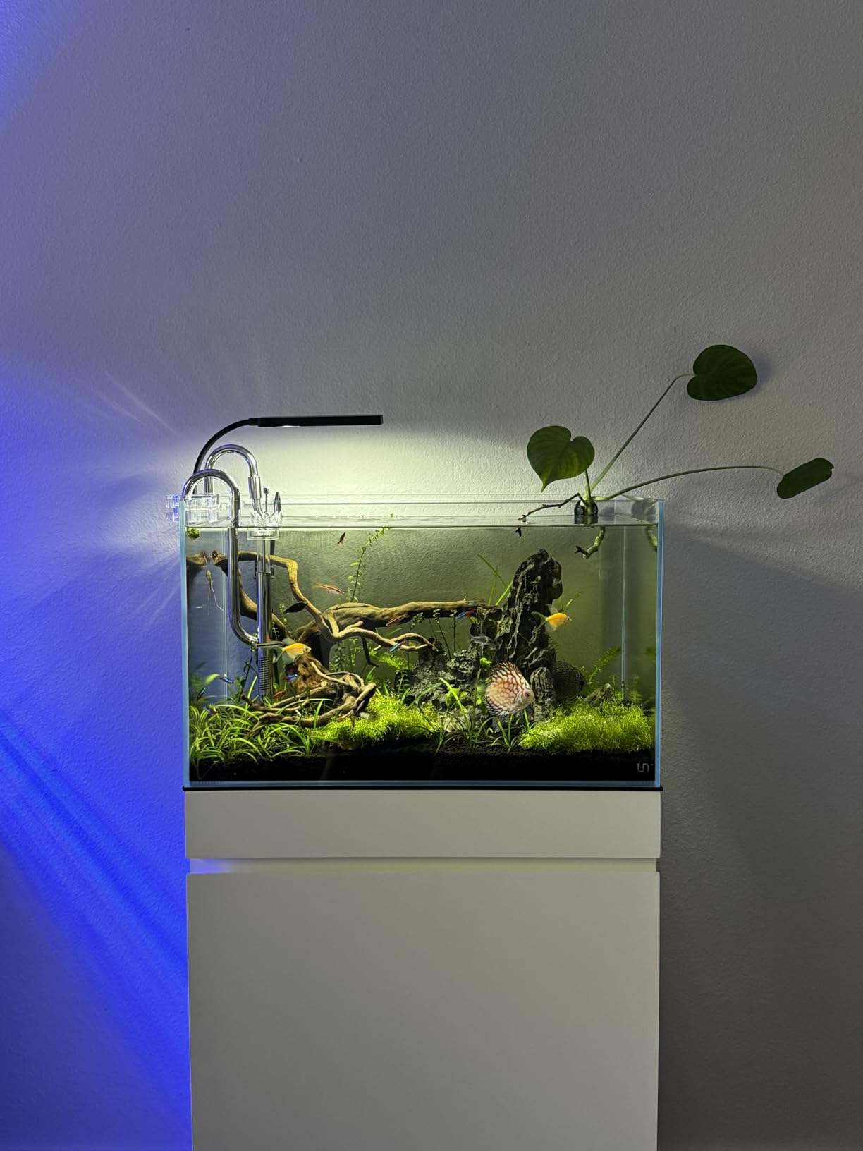 UNS Ultra Clear Rimless Tank - 21.3GAL | 81L - 35.43x11.81x11.81 | 90x30x30 CM, 8mm Glass Thickness, Leveling Mat Included - Low Iron, High Clarity Fish Tank w/ 45° Mitered Edge - [90L] customer photo 1