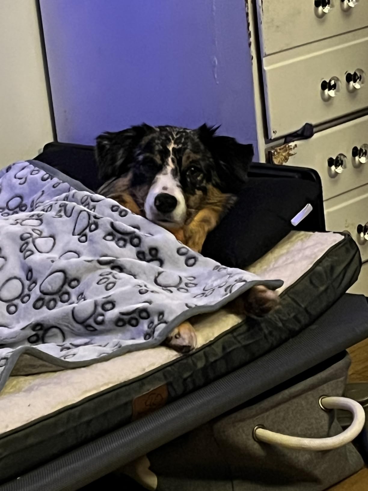 Bedsure Washable Dog Beds Large Sized Dog with Comfy Sherpa, 36x27in Grey customer photo 1