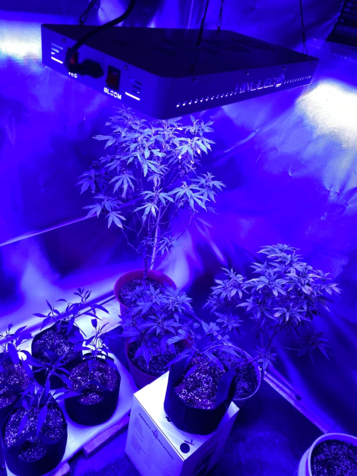 KingLED KP4000 Grow Light for Indoor Plants, Full Spectrum Plant Grow Light customer photo 1