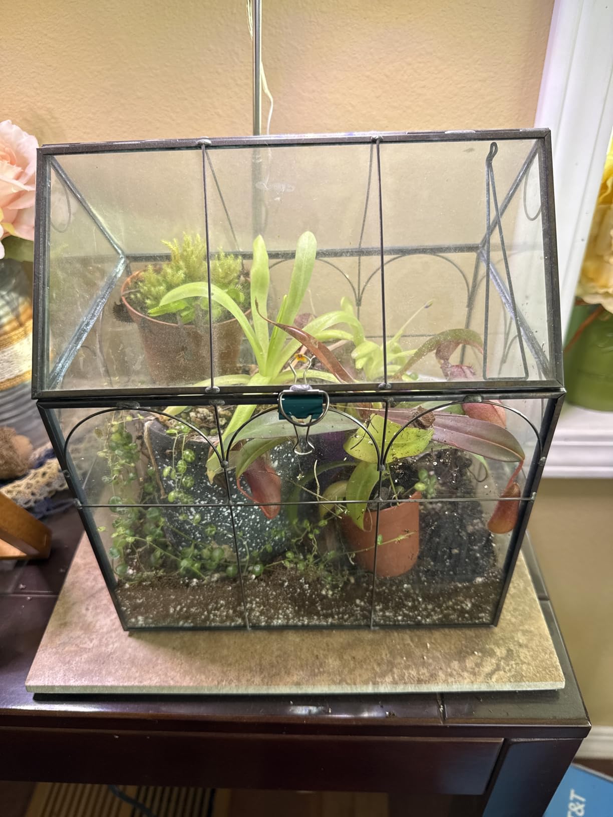 Large Tall Plant Greenhouse Terrarium Glass with Lid, 8.7
