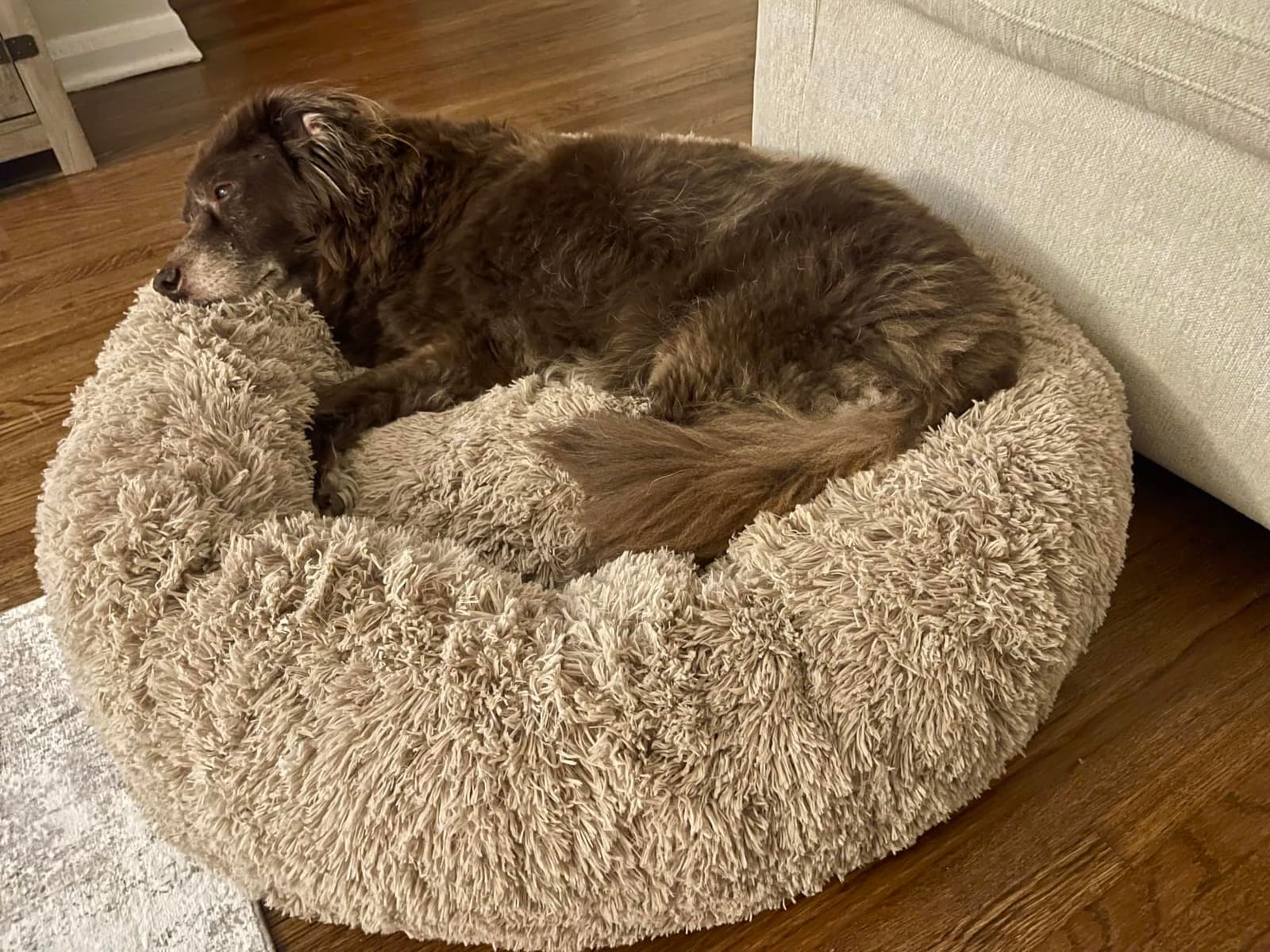 Bedsure Calming Dog Bed Medium Size Dog Donut Washable Pet Bed,30ins customer photo 1