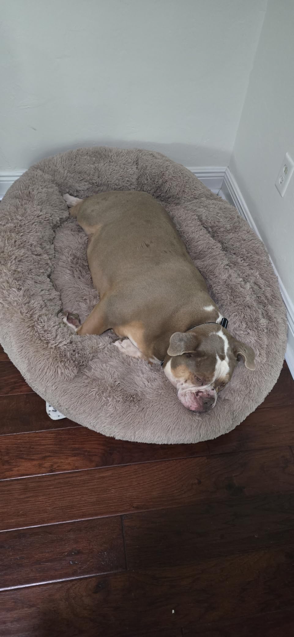 Bedsure Calming Dog Bed Medium Size Dog Donut Washable Pet Bed,30ins customer photo 2