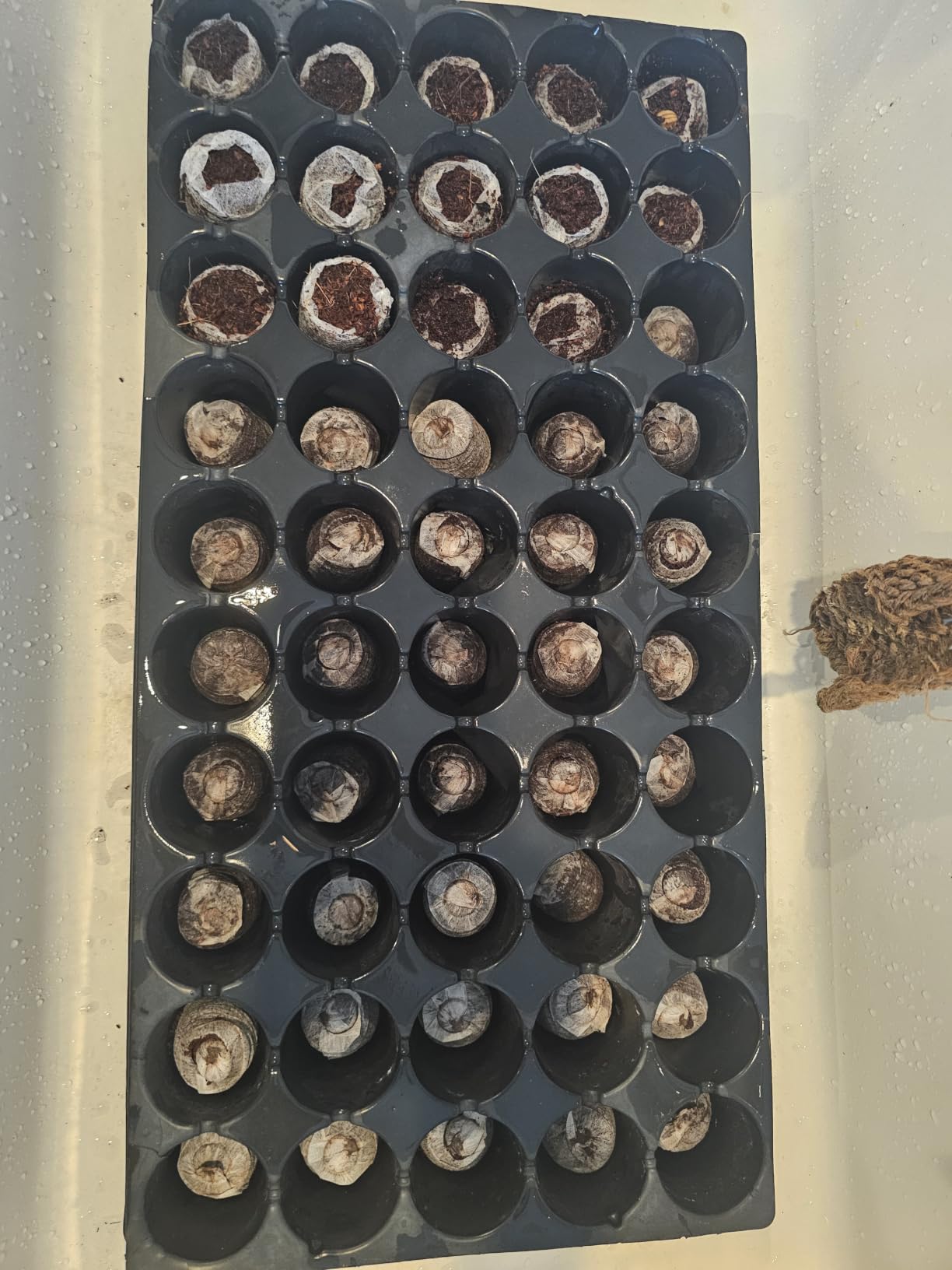 Seed Starter Tray with Peat Pellets, Black Seeding Starter Trays for Plant customer photo 2