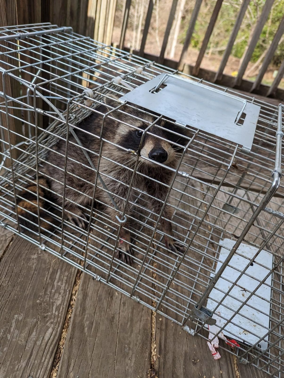 Large Collapsible Humane Live Animal Cage Trap No-Kill Trapping Kit for Humane Catch Release Rabbits, Stray Cat, Squirrel, Raccoon, All Fit Sized Animals, Heavy Duty, 2-Door 31