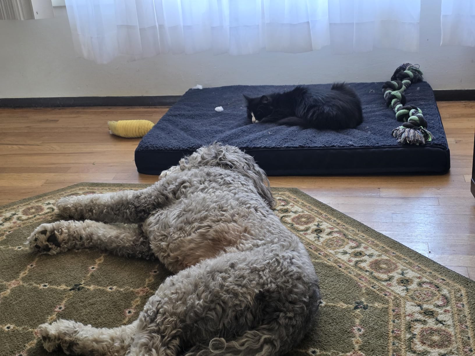 EHEYCIGA Orthopedic Dog Bed Large with Removable Washable Cover, 41IN Grey customer photo 2