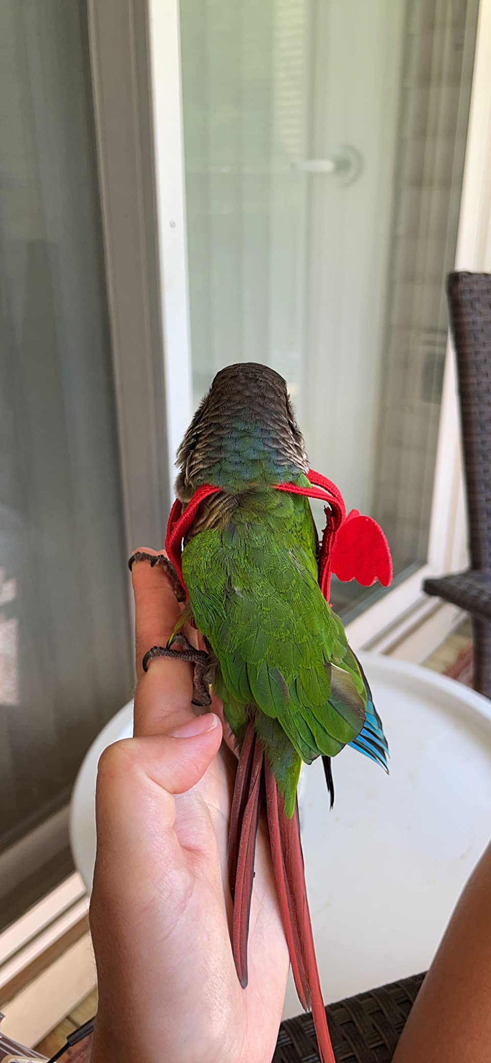 Dnoifne Pet Parrot Bird Harness and Leash, Adjustable Training Design Anti-Bite, Bird Nylon Rope with Cute Wing for Parrots, Suitable for Scarlet, Keck, Mini Macaw and Same Size Birds (Green) customer photo 1