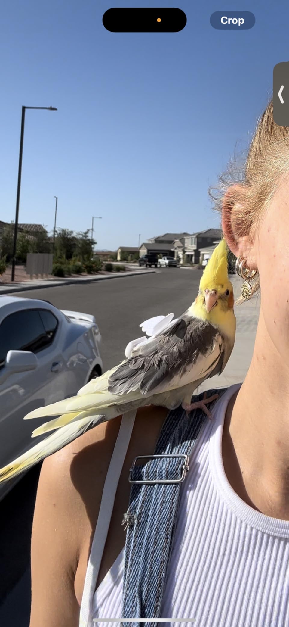 Dnoifne Pet Parrot Bird Harness and Leash, Adjustable Training Design Anti-Bite, Bird Nylon Rope with Cute Wing for Parrots, Suitable for Scarlet, Keck, Mini Macaw and Same Size Birds (Green) customer photo 2
