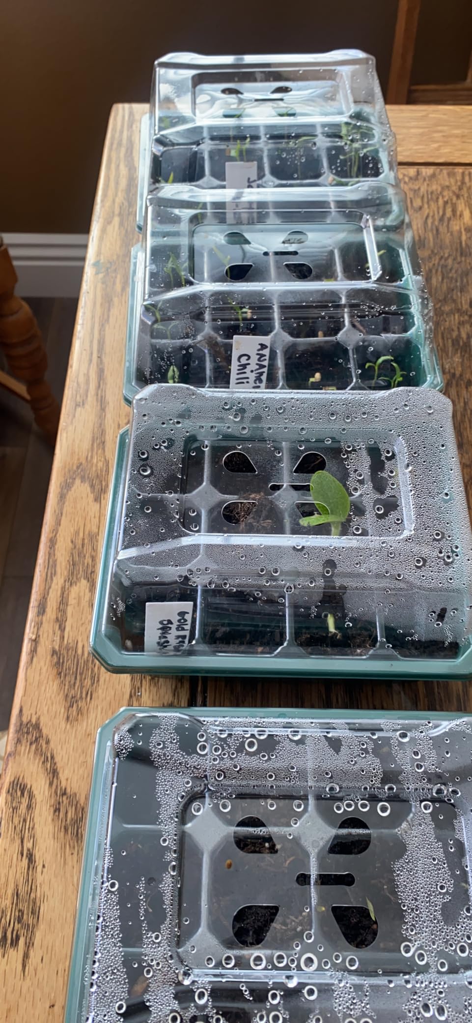VIVOSUN 6-Pack Seed Starter Trays, 72-Cell Starter Kit with Humidity Dome customer photo 2