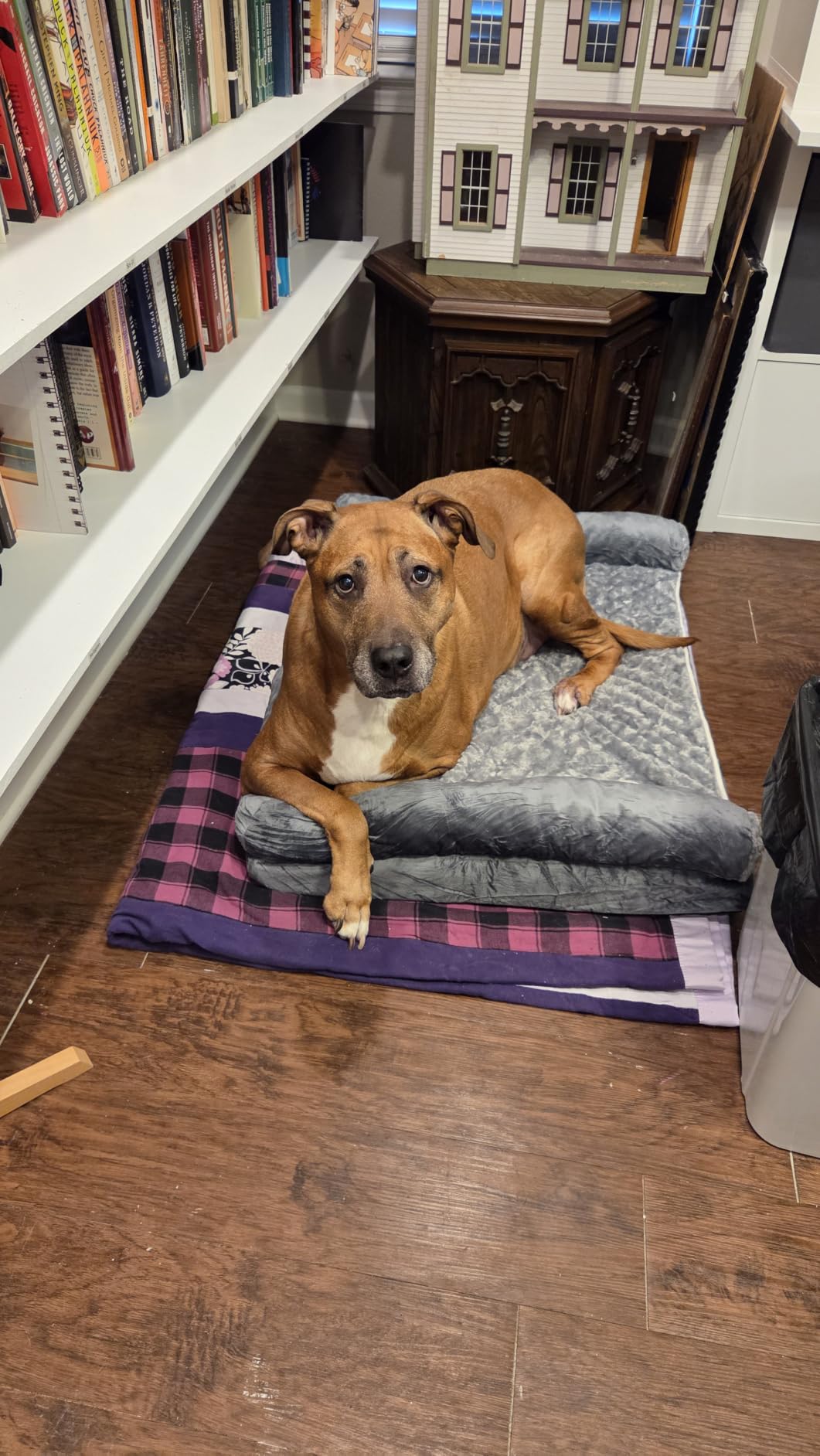 BFPETHOME Orthopedic Washable Large Dog Bed for Senior Dog Comfy Sleep customer photo 1