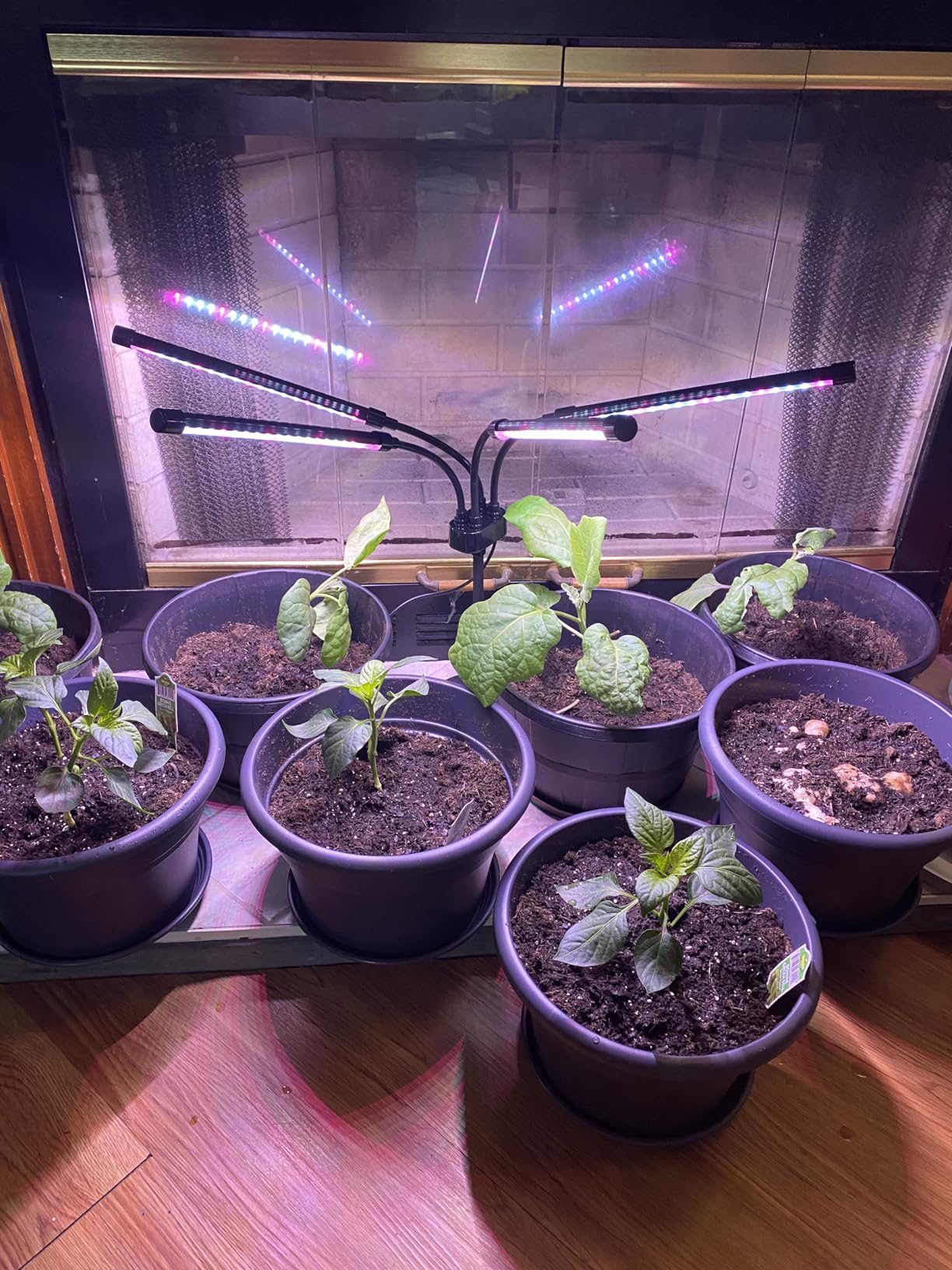 SYEIORAOM Grow Lights for Indoor Plants, Four Head LED Grow Light with Full Spectrum, Red White Spectrum for Indoor Plant Lamp, Adjustable Gooseneck, Suitable for Vegetation customer photo 2