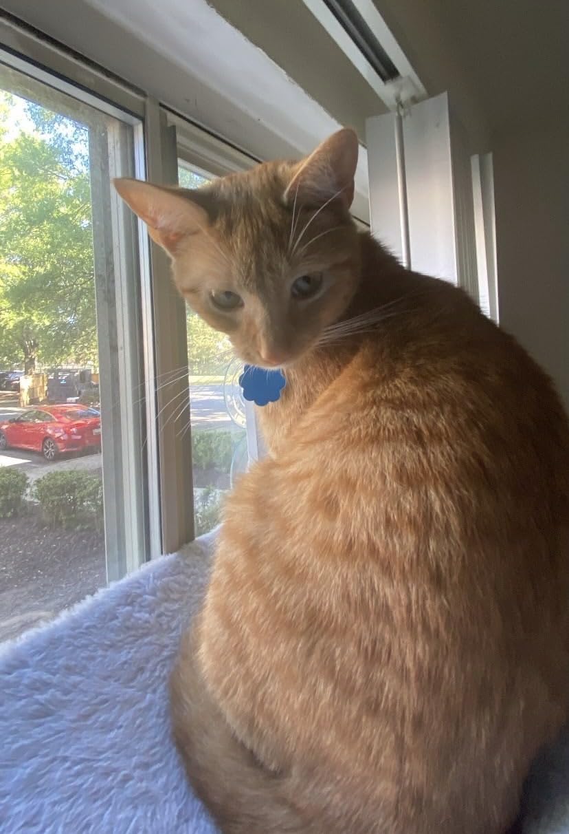 AMOSIJOY Foldable Cat Window Perch with Metal Frame, L Gray customer photo 2