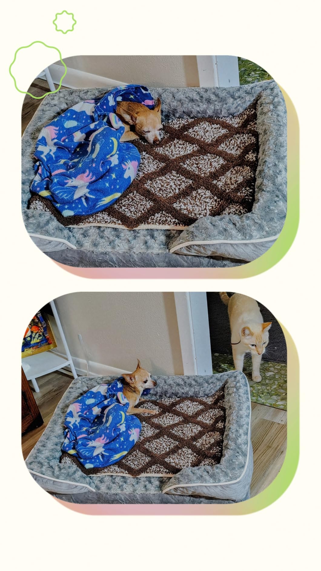 WNPETHOME Orthopedic Washable Dog Bed Large for Senior Dog Cozy Sleep customer photo 1