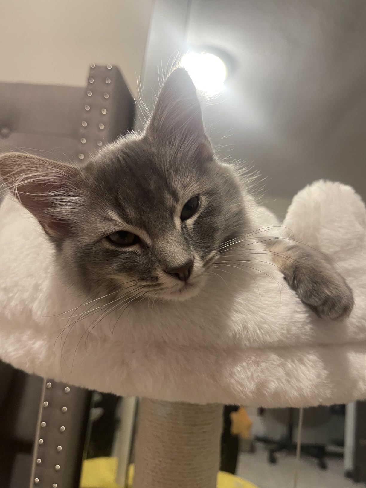 Happi N Pets Cloud Cat Tree, Cat Scratching Post with Soft Bed for Kitten customer photo 1