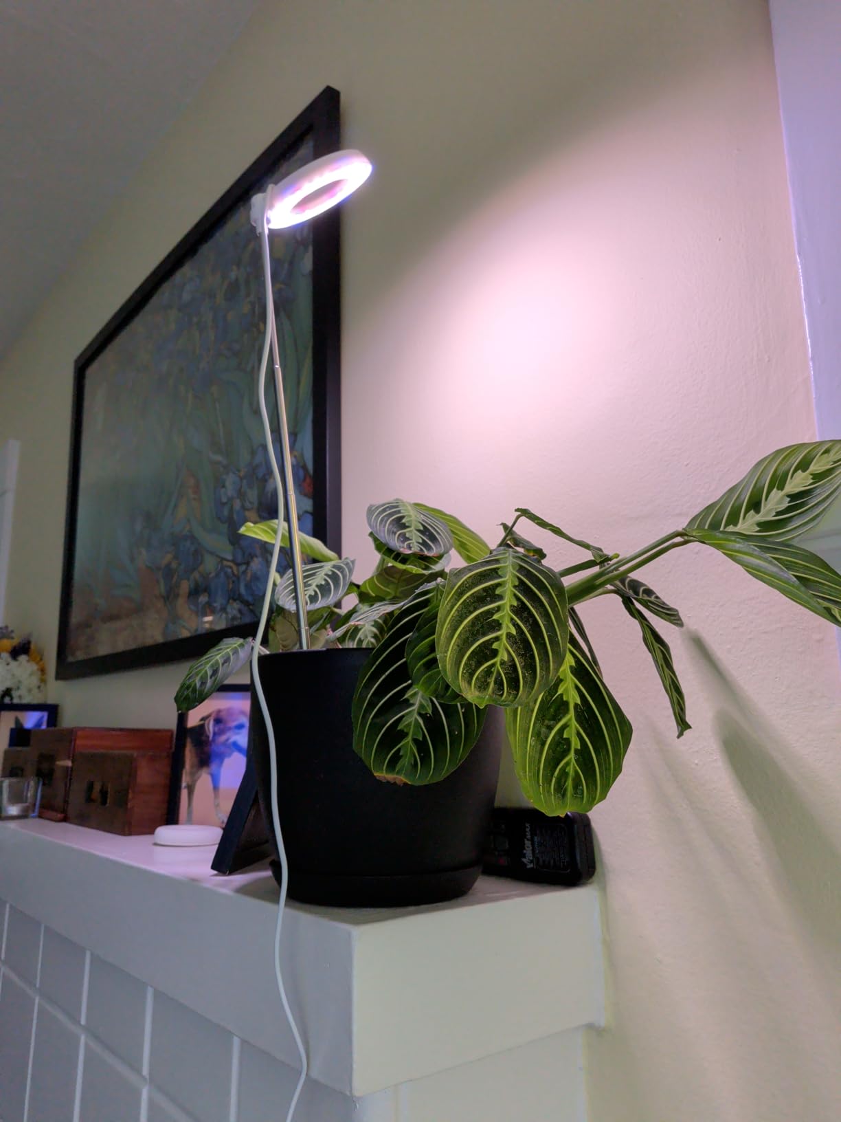 GYTF Halo Plant Grow Light, 6000K White LED Full Spectrum Growing Lamp for Indoor Plants, Succulents, Mini Bonsai, Small Plants, Height Adjustable, Dimmable & Timer 4/8/12/18Hrs customer photo 1