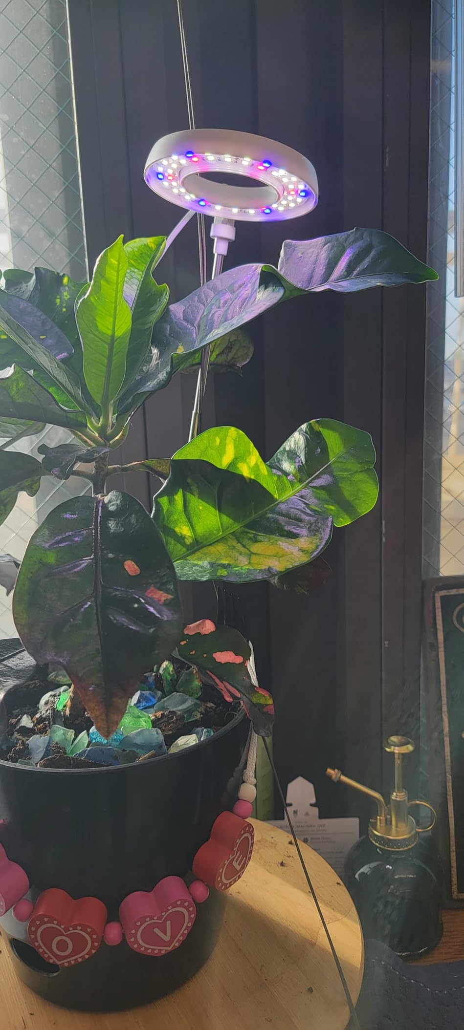 GYTF Halo Plant Grow Light, 6000K White LED Full Spectrum Growing Lamp for Indoor Plants, Succulents, Mini Bonsai, Small Plants, Height Adjustable, Dimmable & Timer 4/8/12/18Hrs customer photo 2