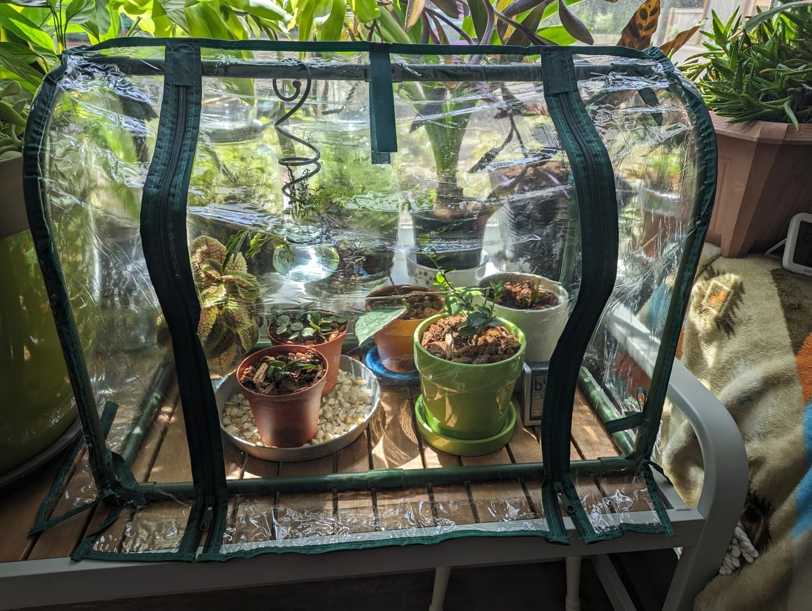 Mini Indoor Greenhouse Tabletop Garden Humidity Domes for Seedling customer photo 1